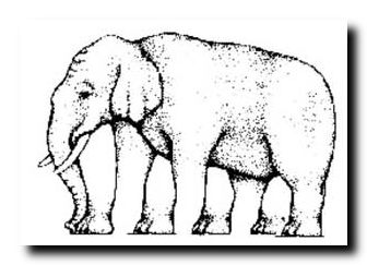 Elefant
